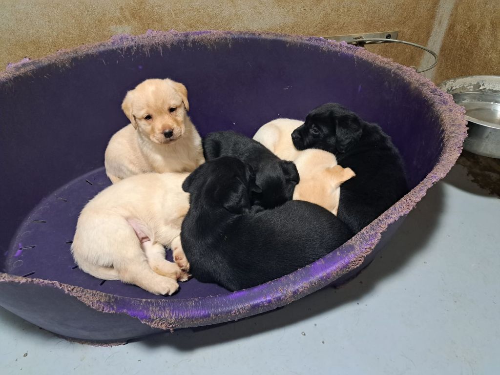 chiot Labrador Retriever De La Forêt D'Aurix